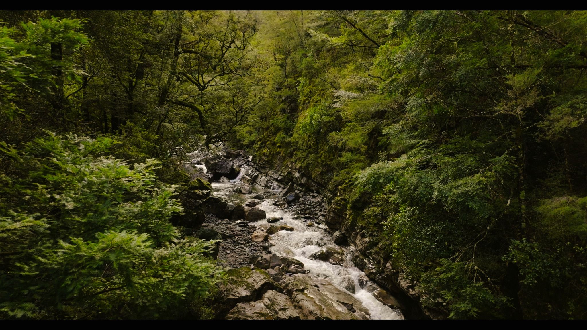 A waterway cutting over rocks through lush native bush