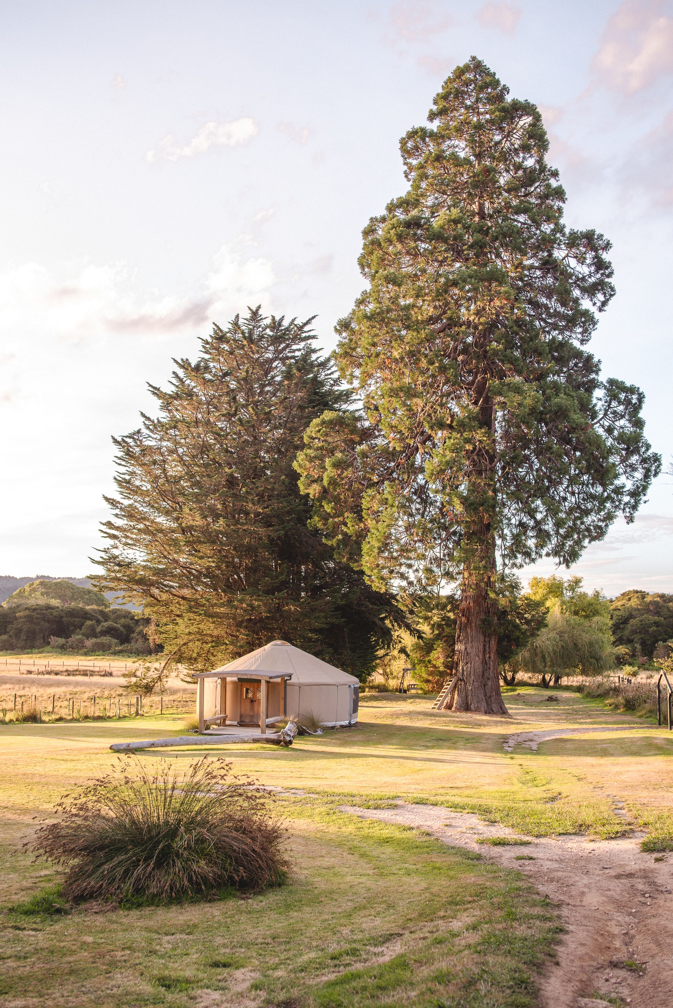 A distant shot of a bell tent set up under tall trees, in a sunny paddock